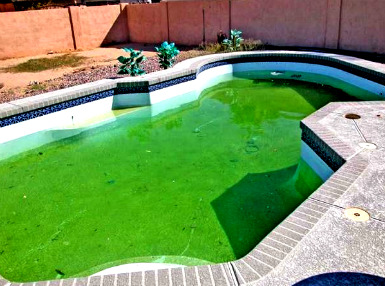 Algele-verzi-in-piscine